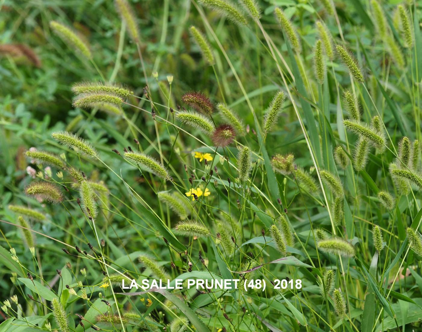 Bristle-grass, Green plant
